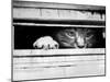 Cat Peers out of Letter Box-null-Mounted Premium Photographic Print