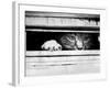 Cat Peers out of Letter Box-null-Framed Photographic Print