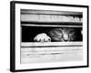 Cat Peers out of Letter Box-null-Framed Photographic Print