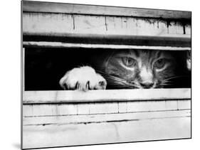 Cat Peers out of Letter Box-null-Mounted Photographic Print