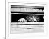 Cat Peers out of Letter Box-null-Framed Photographic Print