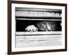 Cat Peers out of Letter Box-null-Framed Photographic Print