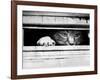 Cat Peers out of Letter Box-null-Framed Photographic Print