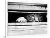 Cat Peers out of Letter Box-null-Framed Photographic Print