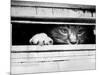 Cat Peers out of Letter Box-null-Mounted Photographic Print