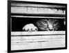 Cat Peers out of Letter Box-null-Framed Photographic Print