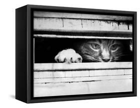 Cat Peers out of Letter Box-null-Framed Stretched Canvas