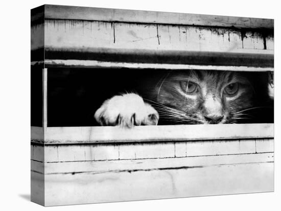 Cat Peers out of Letter Box-null-Stretched Canvas