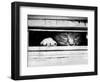 Cat Peers out of Letter Box-null-Framed Photographic Print