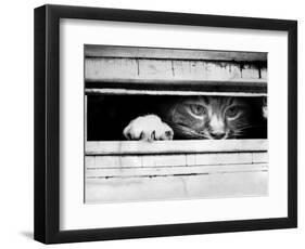 Cat Peers out of Letter Box-null-Framed Photographic Print