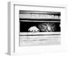 Cat Peers out of Letter Box-null-Framed Photographic Print