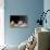 Cat Playing with Little Gerbil Mouse on the Table-Sergey Zaykov-Photographic Print displayed on a wall