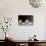 Cat Playing with Little Gerbil Mouse on the Table-Sergey Zaykov-Photographic Print displayed on a wall