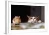 Cat Playing with Little Gerbil Mouse on the Table-Sergey Zaykov-Framed Photographic Print