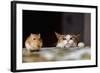 Cat Playing with Little Gerbil Mouse on the Table-Sergey Zaykov-Framed Photographic Print