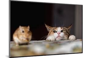 Cat Playing with Little Gerbil Mouse on the Table-Sergey Zaykov-Mounted Photographic Print