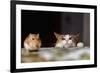 Cat Playing with Little Gerbil Mouse on the Table-Sergey Zaykov-Framed Photographic Print