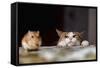 Cat Playing with Little Gerbil Mouse on the Table-Sergey Zaykov-Framed Stretched Canvas