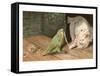 Cat Playing with Parrot-null-Framed Stretched Canvas