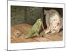 Cat Playing with Parrot-null-Mounted Art Print