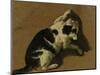 Cat Playing-Adriaen van de Velde-Mounted Premium Giclee Print