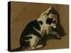 Cat Playing-Adriaen van de Velde-Stretched Canvas