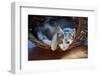 Cat Pretty-Alexey U-Framed Photographic Print