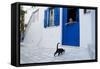 Cat, Pyrgos Village, Tinos, Cyclades, Greek Islands, Greece, Europe-Tuul-Framed Stretched Canvas