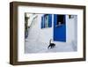 Cat, Pyrgos Village, Tinos, Cyclades, Greek Islands, Greece, Europe-Tuul-Framed Photographic Print