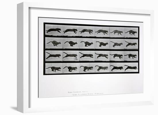 Cat Running, Plate 720 from 'Animal Locomotion', 1887-Eadweard Muybridge-Framed Giclee Print