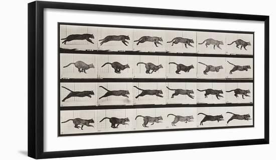 Cat Running-Eadweard Muybridge-Framed Giclee Print