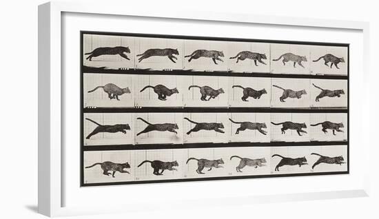 Cat Running-Eadweard Muybridge-Framed Giclee Print