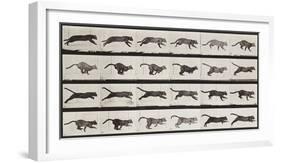 Cat Running-Eadweard Muybridge-Framed Giclee Print