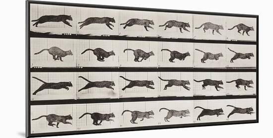 Cat Running-Eadweard Muybridge-Mounted Giclee Print