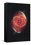 Cat's Eye Nebula-null-Framed Stretched Canvas