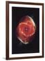 Cat's Eye Nebula-null-Framed Art Print