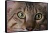 Cat's Eyes-DLILLC-Framed Stretched Canvas