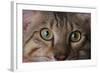 Cat's Eyes-DLILLC-Framed Photographic Print
