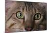 Cat's Eyes-DLILLC-Mounted Photographic Print