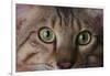 Cat's Eyes-DLILLC-Framed Photographic Print