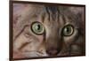 Cat's Eyes-DLILLC-Framed Photographic Print