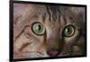 Cat's Eyes-DLILLC-Framed Photographic Print