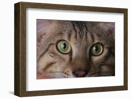 Cat's Eyes-DLILLC-Framed Photographic Print