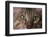Cat's Eyes-DLILLC-Framed Photographic Print