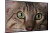 Cat's Eyes-DLILLC-Mounted Photographic Print