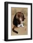 Cat's Feeling-Hu Chen-Framed Art Print