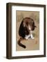 Cat's Feeling-Hu Chen-Framed Art Print