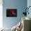 Cat's Paw Nebula in Scorpius-null-Mounted Photographic Print displayed on a wall