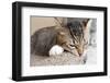 Cat Scratching and Biting.Claws on the Scratching Post-Yimmyphotography-Framed Photographic Print