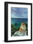 Cat Sea Oil Painting.-Anna Pismenskova-Framed Photographic Print